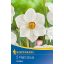 Čebulice Narcissus Actaea 5 kosov