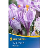   Cvetlična čebulica Big Flower Coconut Pickwick 12 kosov Kiepenkerl