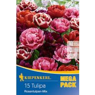   Žarnica Tulip Tulip Mega Pack Rose Tulip Mix 15 kosov Kiepenkerl