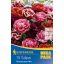 Žarnica Tulip Tulip Mega Pack Rose Tulip Mix 15 kosov Kiepenkerl