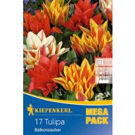 Žarnice Tulipan Mega Pack Balkonzauber 17 kosov
