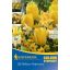 Colour Symphony Mega Pack Yellow Harmony 26 žarnic Kiepenkerl