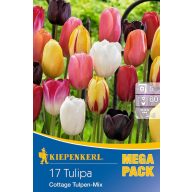   Cvetlične čebulice Tulipan Mega Pack Koča Mix 15 kosov Kiepenkerl