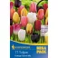 Cvetlične čebulice Tulipan Mega Pack Koča Mix 15 kosov Kiepenkerl