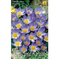   Cvetne čebulice Botanika Coconut colour mix Tricolor 10 kosov Vrtna semena od Rédei Kertimag