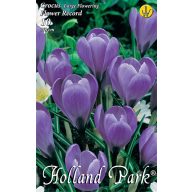   Cvetoče čebulice Kokos Veliki cvetoči 8 kosov Vrtno seme iz Rédei