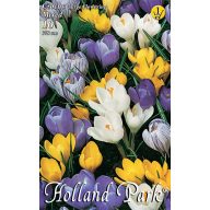   Cvetoča čebula Coconut Velika cvetoča barvna mešanica 10 kosov Vrtna semena od Rédei Kertimag