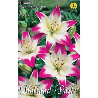   Cvetlična čebulica lilija azijska roza-bela 1 kos Vrtno seme od Rédei
