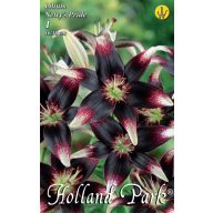   Cvetlična čebulica Lily Netty's Pride 1 kos Vrtno seme od Rédei