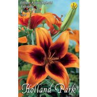 Cvetlična čebulica Lily Twosme 1 kos Vrtno seme od Rédei