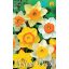 Čebulice narcis Big Flower colour mix 8 kosov Vrtno seme od Rédei