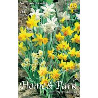   Čebulice narcisov Škrlatni narcis mešanica barv 10 kosov Vrtno seme od Rédei