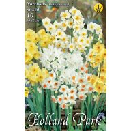   Čebulice narcisov Šopek barvna mešanica 8 kosov Vrtno seme od Rédei