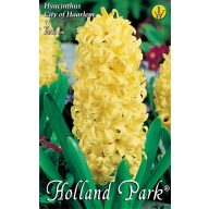   Cvetna čebulica Jacinth Mesto Harleem 3 kosi Vrtno seme Rédei