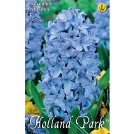   Cvetlična čebulica Hyacinth Delfts Blue 3 kosi Vrtno seme iz Rédei