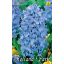 Cvetlična čebulica Hyacinth Delfts Blue 3 kosi Vrtno seme iz Rédei