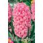 Cvetlična čebulica Hyacinth Pink Pearl 3 kosi Vrtno seme iz Rédei