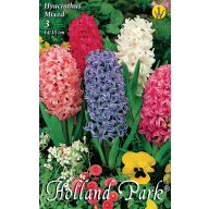   Cvetlična čebulica hiacinta mešanica barv 3 kosi Rédei Kertimag