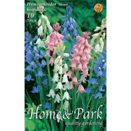   Cvetlična čebulica Jacinth Hispanica barvna mešanica 10 kosov Vrtno seme od Rédei