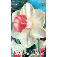 Čebulica Narcissus Salome 5 kosov Vrtno seme od Rédei