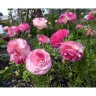   Cvetlična čebulica Buttercup Picotee Pink 10 kosov Vrtno seme