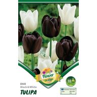   Cvetlična čebulica Tulip Duo Black&White 10 kosov Vrtno seme