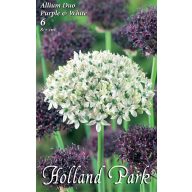   Cvetne čebulice Okrasna čebula Duo Vijolično-bela 6 kosov Vrtna semena od Rédei