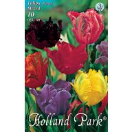   Cvetlične čebulice Tulipan Parrot Blossom mešanica barv 10 kosov Rédei Kertimag