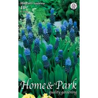  Cvetlična čebulica Pearl (Muscari latifolium) 10 kosov Vrtno seme