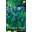 Cvetlična čebulica Pearl (Muscari latifolium) 10 kosov Vrtno seme