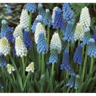   Cvetlična čebulica Pearl (Muscari latifolium) Mešanica 10 kosov Vrtno seme