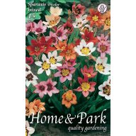   Čebulica Ciganska čebulica (Sparaxis) trikolorna 15 kosov Vrtno seme