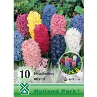   Cvetlične čebulice Hyacinth colour mix 10 kosov Vrtno seme od Rédei