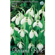   Cvetna čebulica Snežna kapica Elwesii 10 kosov Vrtno seme iz Rédei