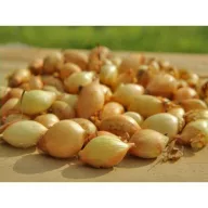 Dughagyma Senshyu rumena 14-19 mm 250g VM