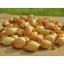Dughagyma Senshyu rumena 14-19 mm 250g VM