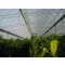 Film TVK 12x60m 0,17 UV 4 leta S4N EXTRA