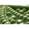 Zeleni grah Somerwood 250 g Royal Sluis