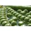 Zeleni grah Somerwood 250 g Royal Sluis