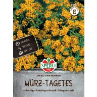 Tarragon Mehiški Tarragon Hot Mehiški 100 zrn Sperli