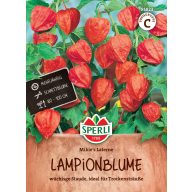 Lanternflower Mikie's Laterne 70 semen Sperli