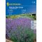 Lavender Hidcote Blue Strain 40 semen