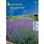 Lavender Hidcote Blue Strain 40 semen
