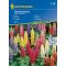 Starflower Garden Gnome 20 semen Kiepenkerl