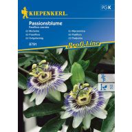 Passionflower 20 semen Kiepenkerl