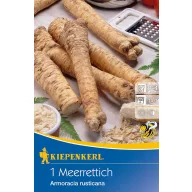 Hren (korenina) Kiepenkerl 1 kos