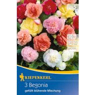   Čebulica Gumi begonija (polni cvet) mešanica barv Kiepenkerl 3 kosi