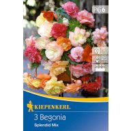 Čebulice Gumijasta begonija Splendid Mix Kiepenkerl 3 kosov