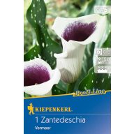   Čebulice Kale (Zantedeschia) Vermeer (belo-vijolična) Kiepenkerl 1 kos
