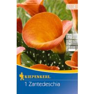   Bulve Kale (Zantedeschia) oranžna (oranžna) Kiepenkerl 1 kos